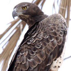 Eagle African Martial bird photo avian Flickr_-_don_macauley_-_Martial_Eagle