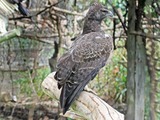 Eagle African Martial photo bird avian Martial_Eagle_RWD