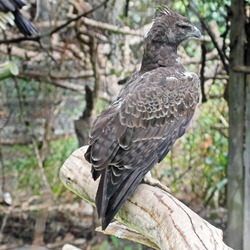 Eagle African Martial photo bird avian Martial_Eagle_RWD