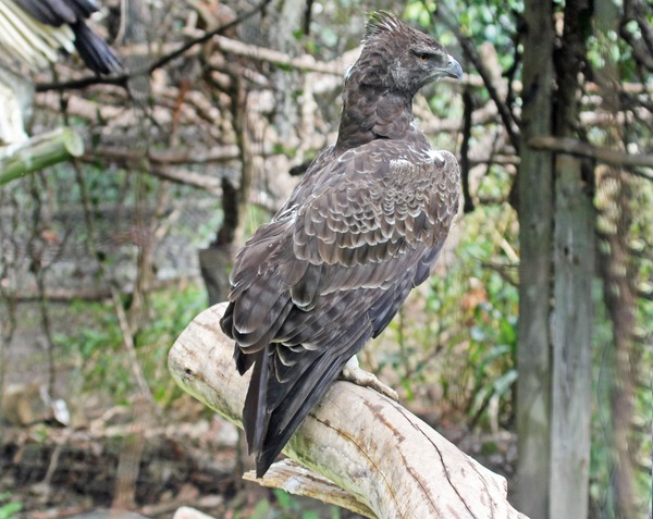 Eagle African Martial photo bird avian Martial_Eagle_RWD