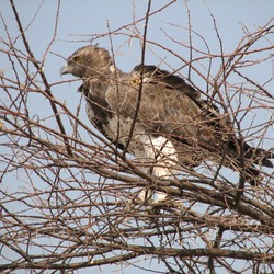Eagle African photo Martial bird avian Polemaetus_bellicosus_-Etosha_National_Park,_Namibia-8