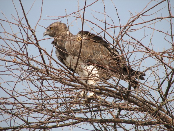 Eagle African photo Martial bird avian Polemaetus_bellicosus_-Etosha_National_Park,_Namibia-8