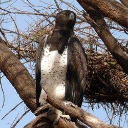 Eagle avian photo Martial African bird Polemaetus_bellicosus_-Masai_Mara-8