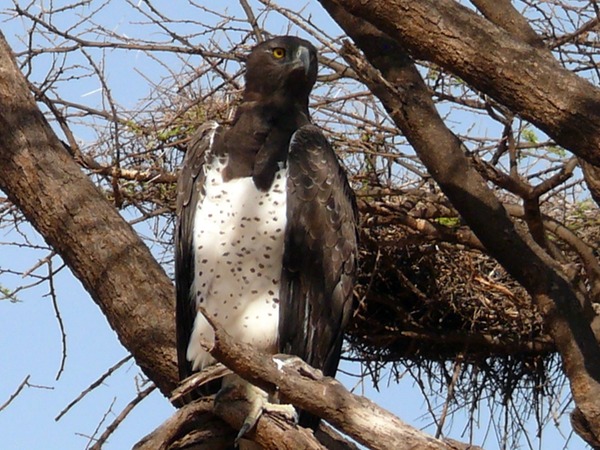 Eagle avian photo Martial African bird Polemaetus_bellicosus_-Masai_Mara-8