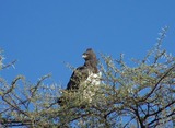 Martial Eagle