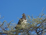 Martial Eagle African bird avian photo Martial_Eagle_Namibia