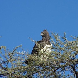 Martial Eagle African bird avian photo Martial_Eagle_Namibia