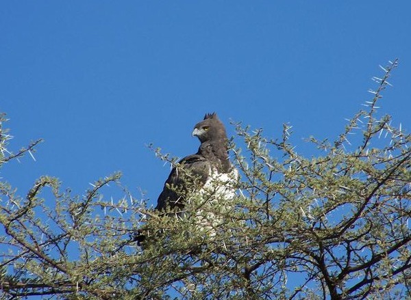 Martial Eagle African bird avian photo Martial_Eagle_Namibia