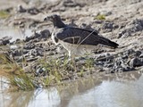 Martial Eagle avian photo African bird Martial_Eagle_(Polemaetus_bellicosus)_-_Flickr_-_Lip_Kee_(2)