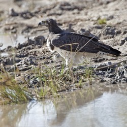 Martial Eagle avian photo African bird Martial_Eagle_(Polemaetus_bellicosus)_-_Flickr_-_Lip_Kee_(2)