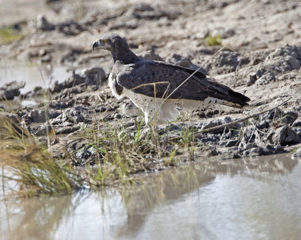 Martial Eagle avian photo African bird Martial_Eagle_(Polemaetus_bellicosus)_-_Flickr_-_Lip_Kee_(2)