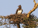 Martial Eagle photo avian bird African Polemaetus_bellicosus_Martial_Eagle