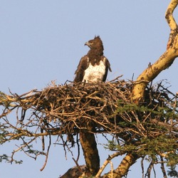 Martial Eagle photo avian bird African Polemaetus_bellicosus_Martial_Eagle