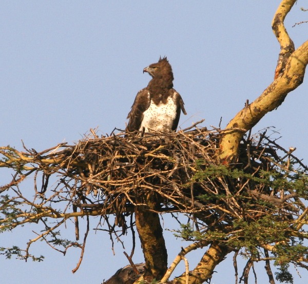 Martial Eagle photo avian bird African Polemaetus_bellicosus_Martial_Eagle