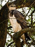 Martial Eagle