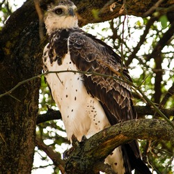 Martial Eagle