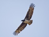 avian photo Martial Eagle African bird Martial_Eagle_(Polemaetus_bellicosus)_-_Flickr_-_Lip_Kee_(4)