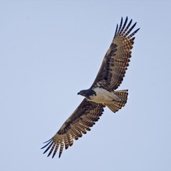 avian photo Martial Eagle African bird Martial_Eagle_(Polemaetus_bellicosus)_-_Flickr_-_Lip_Kee_(4)