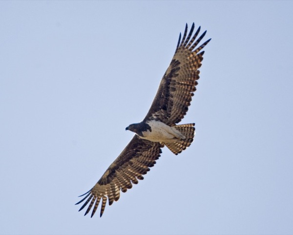 avian photo Martial Eagle African bird Martial_Eagle_(Polemaetus_bellicosus)_-_Flickr_-_Lip_Kee_(4)