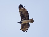 bird African Eagle photo avian Martial Martial_Eagle_(Polemaetus_bellicosus)_-_Flickr_-_Lip_Kee_(3)