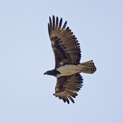 bird African Eagle photo avian Martial Martial_Eagle_(Polemaetus_bellicosus)_-_Flickr_-_Lip_Kee_(3)