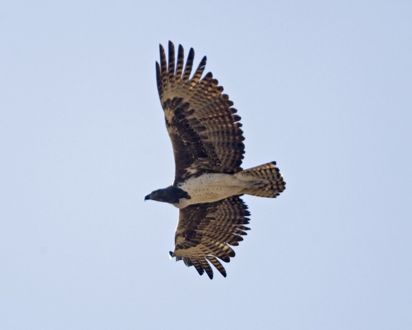 bird African Eagle photo avian Martial Martial_Eagle_(Polemaetus_bellicosus)_-_Flickr_-_Lip_Kee_(3)