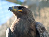 bird avian Eagle Martial African photo Steppe_Eagle,_Malta_Falconry_Centre