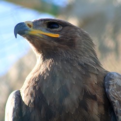 bird avian Eagle Martial African photo Steppe_Eagle,_Malta_Falconry_Centre