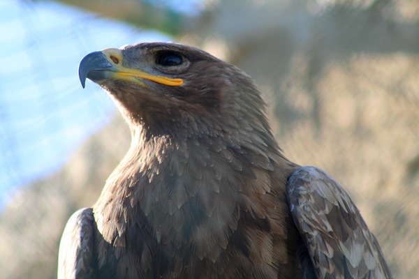 bird avian Eagle Martial African photo Steppe_Eagle,_Malta_Falconry_Centre