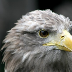 Eagle White-tailed sea picture aguila OREL_M~1