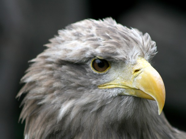 Eagle White-tailed sea picture aguila OREL_M~1