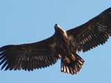 Eagle aguila White-tailed sea picture Haliaeetus_albicilla_-Littleisland,_Norway_-juvenile-8a_(5)