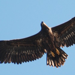 Eagle aguila White-tailed sea picture Haliaeetus_albicilla_-Littleisland,_Norway_-juvenile-8a_(5)