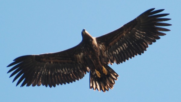 Eagle aguila White-tailed sea picture Haliaeetus_albicilla_-Littleisland,_Norway_-juvenile-8a_(5)