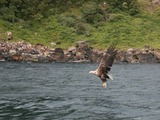 Eagle aguila picture White-tailed sea White_tailed_Eagle_DG