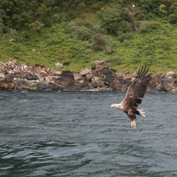 Eagle aguila picture White-tailed sea White_tailed_Eagle_DG