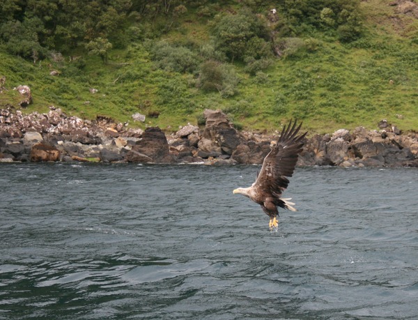 Eagle aguila picture White-tailed sea White_tailed_Eagle_DG