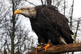 Eagles