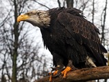 Seeadler (Haliaeetus albicilla), white-tailed eagle