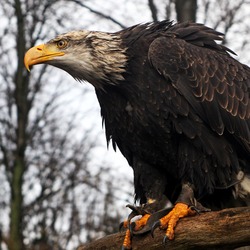 Seeadler (Haliaeetus albicilla), white-tailed eagle