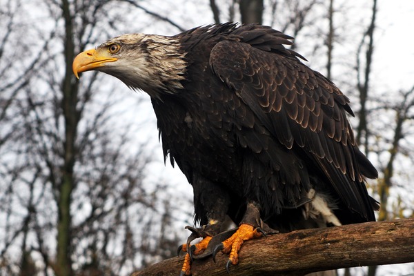 Seeadler (Haliaeetus albicilla), white-tailed eagle