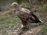 Eagle picture aguila White-tailed sea Haliaeetus_albicilla_-captive-8a