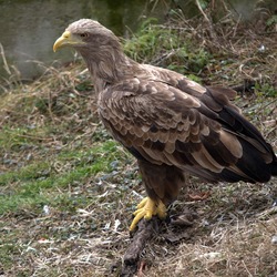 Eagle picture aguila White-tailed sea Haliaeetus_albicilla_-captive-8a