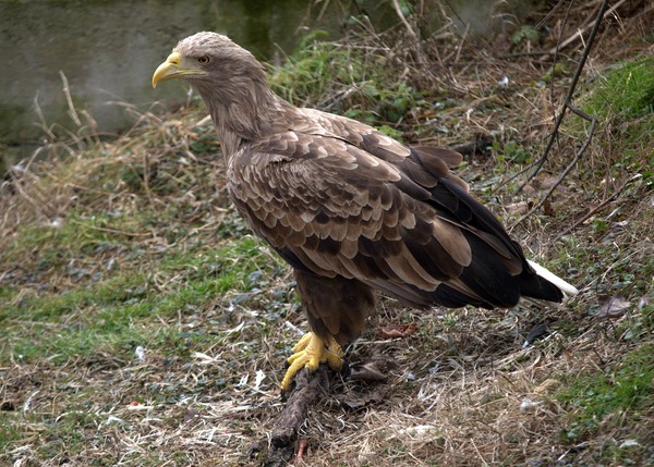 Eagle picture aguila White-tailed sea Haliaeetus_albicilla_-captive-8a