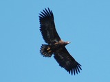 Eagle sea White-tailed aguila picture Haliaeetus_albicilla_-Littleisland,_Norway_-juvenile-8a_(9)