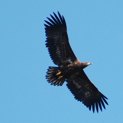 Eagle sea White-tailed aguila picture Haliaeetus_albicilla_-Littleisland,_Norway_-juvenile-8a_(9)