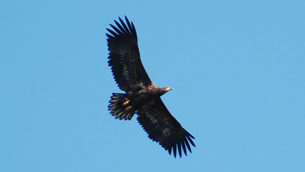 Eagle sea White-tailed aguila picture Haliaeetus_albicilla_-Littleisland,_Norway_-juvenile-8a_(9)