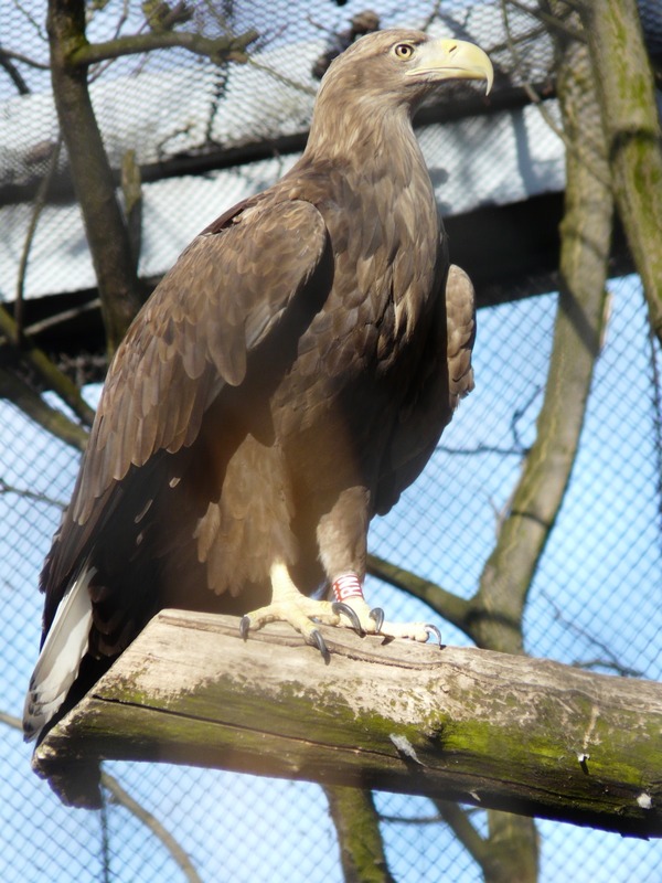 Eagle sea White-tailed picture aguila HA94E2~1