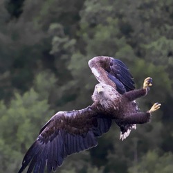 Eagle sea White-tailed picture aguila Haliaeetus_albicilla_-Loch_Portree,_Isle_of_Skye,_Scotland_-flying-8