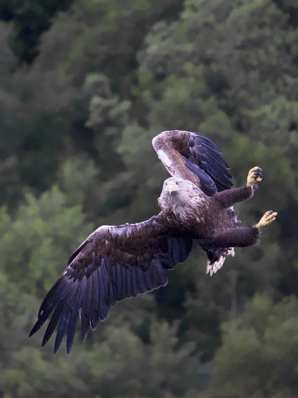 Eagle sea White-tailed picture aguila Haliaeetus_albicilla_-Loch_Portree,_Isle_of_Skye,_Scotland_-flying-8